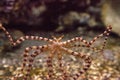 Wunderpus octopus Wunderpus photogenicus Royalty Free Stock Photo