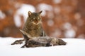 Wuropean wildcat sitting next to dead prey in winter Royalty Free Stock Photo