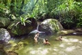 Wurrmbu Creek Mossman Gorge Australia Royalty Free Stock Photo