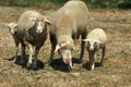 Wurtemberg Domestic Sheep, German Breed, Ewe and Lamb