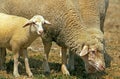 Wurtemberg Domestic Sheep, German Breed, Ewe and Lamb Royalty Free Stock Photo