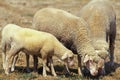 Wurtemberg Sheep, Breed from Germany