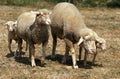 Wurtemberg Sheep, Breed from Germany, Herd