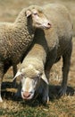 WURTEMBERG SHEEP, A BREED FROM GERMANY, MALE AND FEMALE Royalty Free Stock Photo