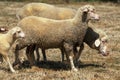 WURTEMBERG SHEEP FROM GERMANY Royalty Free Stock Photo