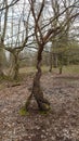 Wurzel Baum gespalten Wald Ast