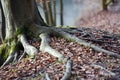 Roots of a beech tree on the Traun near SteyrermÃÂ¼hl Laakirchen, Gmunden district