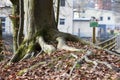 Roots of a beech tree on the Traun near SteyrermÃÂ¼hl Laakirchen, Gmunden district