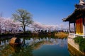 Cherry Blossom valley,wuxi,china