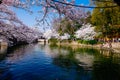 Cherry Blossom valley,wuxi,china