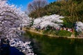 Cherry Blossom valley,wuxi,china