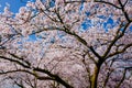 Cherry Blossom valley,wuxi,china