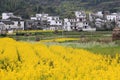 Yellow, canola, field, rapeseed, mustard, plant, flower, and, cabbage, family, rural, area, wildflower, brassica, rapa, village, m Royalty Free Stock Photo