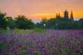 Ancient pagoda in the distance of purple verbena