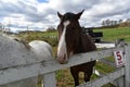 WV Farm Fun Horses Royalty Free Stock Photo