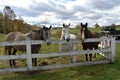 WV Farm Fun Horses Royalty Free Stock Photo