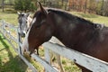 WV Farm Fun Horses Royalty Free Stock Photo