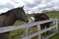 WV Farm Fun Horses Royalty Free Stock Photo