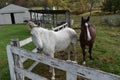 WV Farm Fun Horses Royalty Free Stock Photo