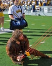 WVU Mountaineer tee shirt toss Royalty Free Stock Photo
