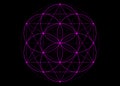 Seed of life symbol Sacred Geometry. Pink mystic mandala of alchemy esoteric, Flower of Life. Vector isolated on black background Royalty Free Stock Photo