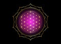 Flower of Life, Yantra Mandala in the lotus flower, Sacred Geometry. Bright golden symbol of harmony and balance. Mystic gold sign Royalty Free Stock Photo