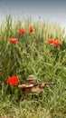 WW1 soldier in battlefield surrounded by poppies