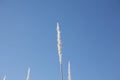 Wheat grass stem Royalty Free Stock Photo