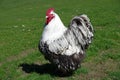 Wyandotte cock