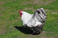 Wyandotte cock