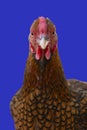 A Wyandotte bantam Chicken golden laced isolated in blue background front view Royalty Free Stock Photo