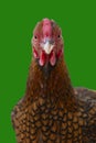 A Wyandotte bantam Chicken golden laced isolated in green background front view