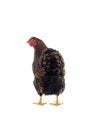 Wyandotte bantam Chicken golden laced isolated in white background