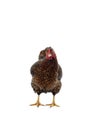 Wyandotte bantam Chicken golden laced isolated in white background