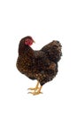 Wyandotte bantam Chicken golden laced isolated in white background