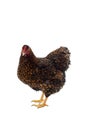 Wyandotte bantam Chicken golden laced isolated in white background Royalty Free Stock Photo