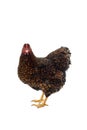 Wyandotte bantam Chicken golden laced isolated in white background