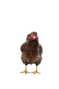 Wyandotte bantam Chicken golden laced in white background Royalty Free Stock Photo