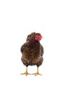 Wyandotte bantam Chicken golden laced in white background Royalty Free Stock Photo