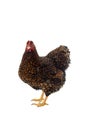 Wyandotte bantam Chicken golden laced in white background Royalty Free Stock Photo