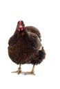 Wyandotte Chicken golden laced isolated in white background Royalty Free Stock Photo