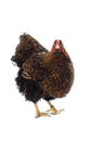 Wyandotte Chicken golden laced isolated in white background Royalty Free Stock Photo