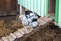 Wyandotte chicken in a hen house