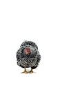 Wyandotte Chicken white laced isolated in white background Royalty Free Stock Photo