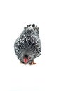 Wyandotte Chicken white laced isolated in white background Royalty Free Stock Photo