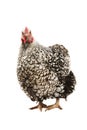 Wyandotte hen