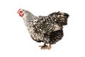 Wyandotte hen Royalty Free Stock Photo