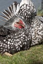 Wyandotte Hen. Royalty Free Stock Photo