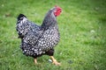 Wyandotte Hen seen in a large back yard. Part of a larger flock of Chickens which are kept for there free range eggs. Royalty Free Stock Photo