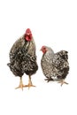 Wyandotte rooster and hen Royalty Free Stock Photo
